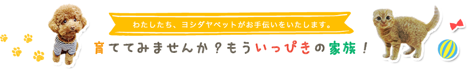 わたしたち、ヨシダヤペットがお手伝いをいたします。　育ててみませんか？もういっぴきの家族！