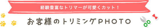 経験豊富なトリマーが可愛くカット！　お客様のトリミングPHOT