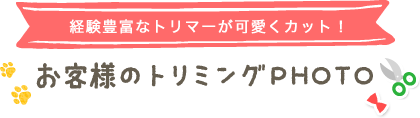 経験豊富なトリマーが可愛くカット！　お客様のトリミングPHOT