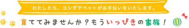 わたしたち、ヨシダヤペットがお手伝いをいたします。　育ててみませんか？もういっぴきの家族！