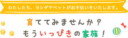 わたしたち、ヨシダヤペットがお手伝いをいたします。　育ててみませんか？もういっぴきの家族！