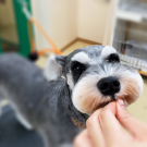 シュナウザー_Schnauzer_ぎん