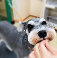 シュナウザー_Schnauzer_ぎん